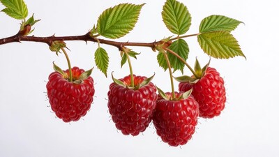 Ripe Raspberries on Branch