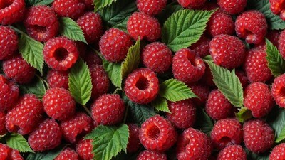 Fresh Raspberries with Leaves