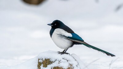 Eurasian Magpie on snowy rock