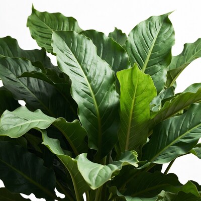 Lush Green Philodendron Leaves