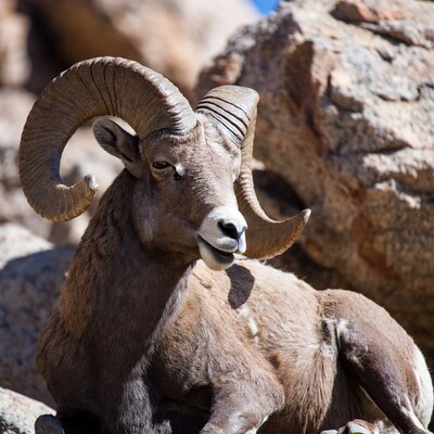Bighorn sheep on rocky mountain