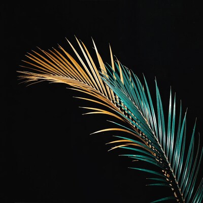 Colorful Palm Frond on Black Background