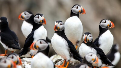 Group of Atlantic Puffins on Rocks