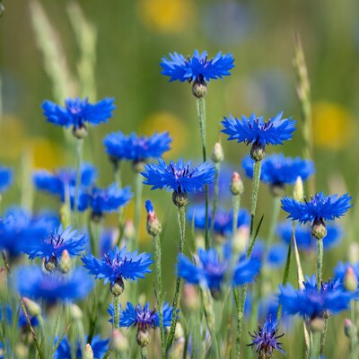 Blue Cornflowers in Green Meadow