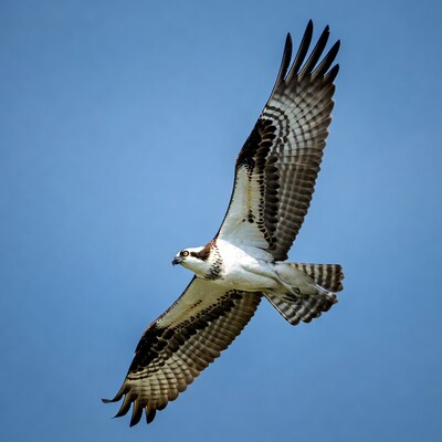 Osprey Flying Against Blue Sky