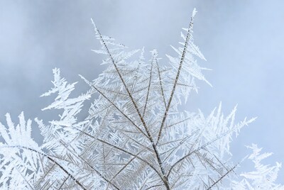 Frost-covered tree branches