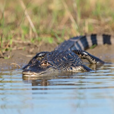 Alligator in shallow water