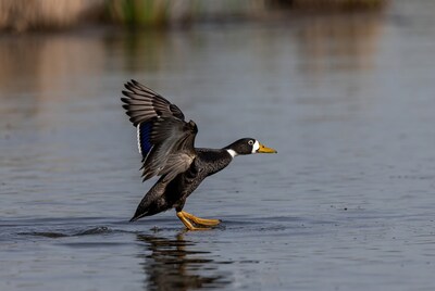 Black duck flapping wings on water