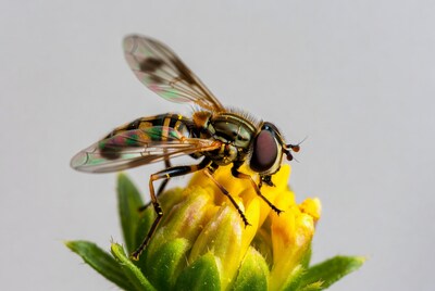 Colorful Fly on Yellow Flower