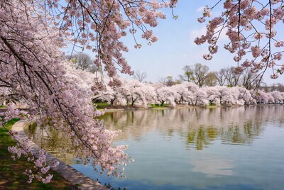Cherry Blossoms Over Tidal Basin
