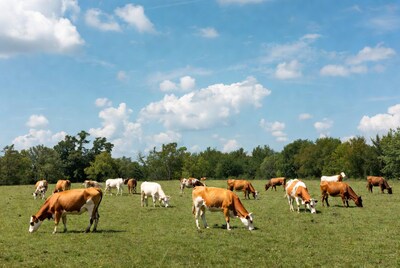 Holstein cows grazing green pasture