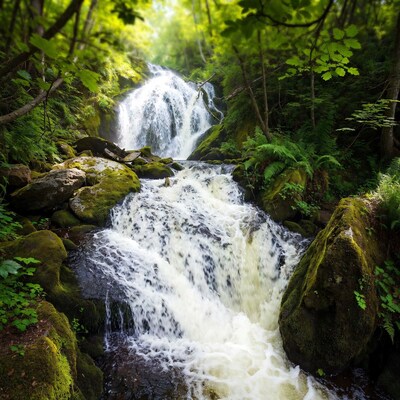 Waterfall cascading in lush green forest