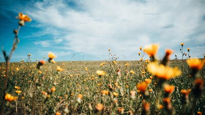 Yellow flowers in field under blue sky