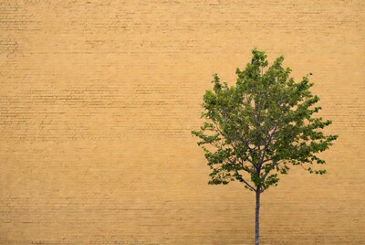 Green tree against yellow brick wall