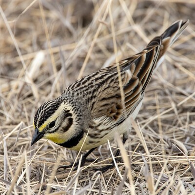 Western Meadowlark in dry grass