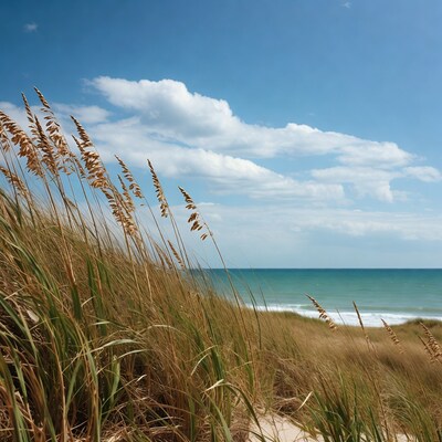 Sea Oats in Beach Dunes