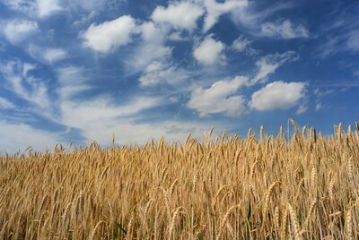 Golden Wheat Field Under Blue Sky