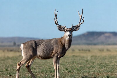 Mule Deer Buck in Grassland