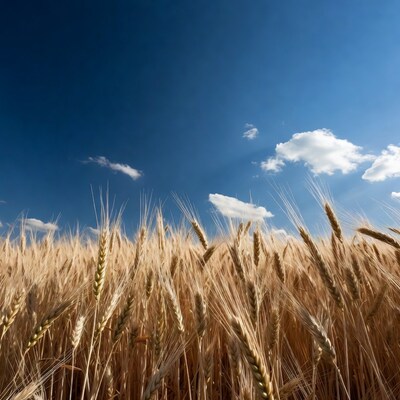 Golden Wheat Field Under Blue Sky
