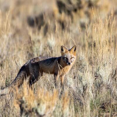 Kit Fox in Dry Grass