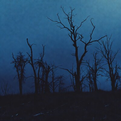 Silhouettes of barren trees on hill