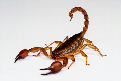 Brown Scorpion on White Background