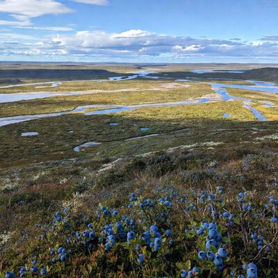 Blueberries Overlooking River Valley Landscape