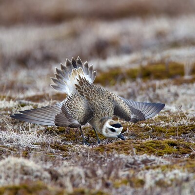 Kentish Plover Foraging on Mossy Ground