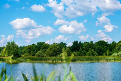 Lake with reeds and forest under blue sky