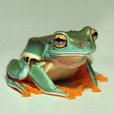 Red-eyed Tree Frog close-up
