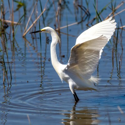 Snowy Egret Spreading Wings in Water