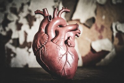 Realistic human heart model