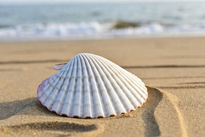 Scallop shell on beach sand