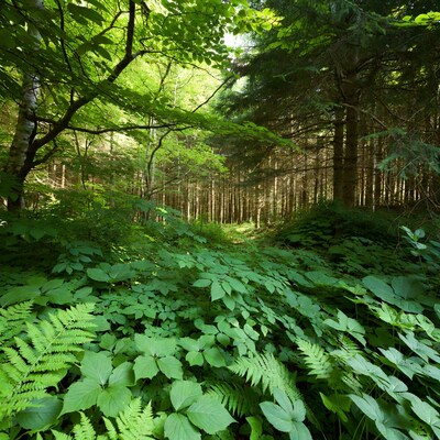 Lush green forest path with ferns