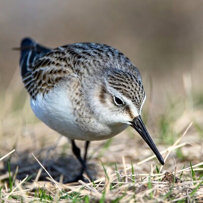 Sanderling foraging on grassy ground