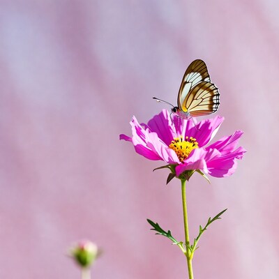 Butterfly on pink cosmos flower