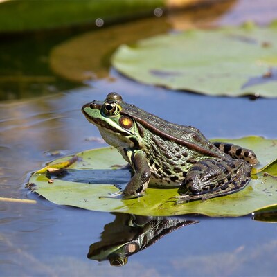 Green Frog on Lily Pad