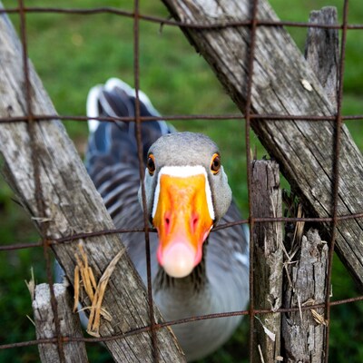 Goose peering through wire fence