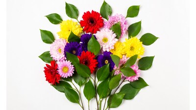 Colorful Gerbera Daisies with Green Leaves