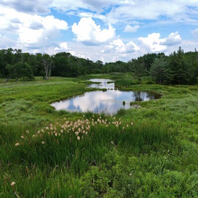 Marsh with cattails and pond
