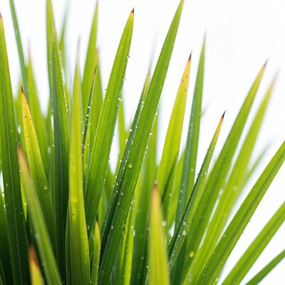 Dew-covered green grass blades