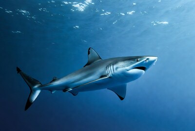 Blacktip shark swimming underwater