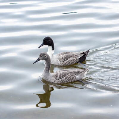 Two Ruddy Ducks Swimming in Water