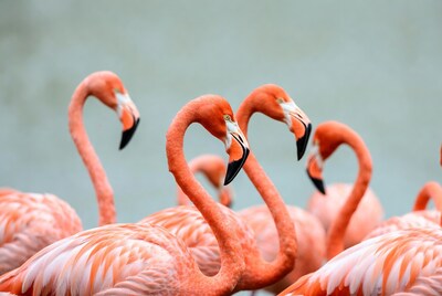 Group of pink flamingos close-up