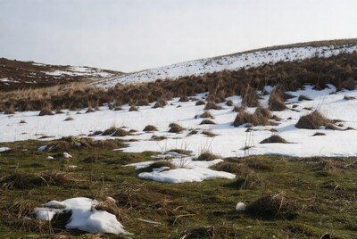 Snowy Hillside with Brown Grass