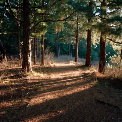 Forest Path Among Tall Pine Trees