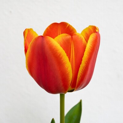 Red and yellow tulip on white background