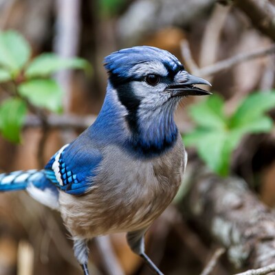 Blue Jay perched on branch