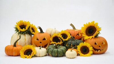 Pumpkins and Sunflowers on White Background