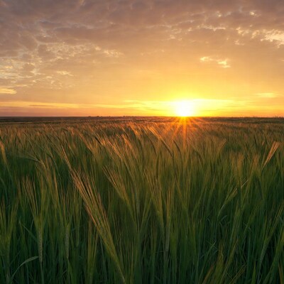 Sunset over wheat field